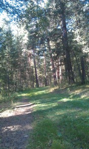 カルカラリンスクの森